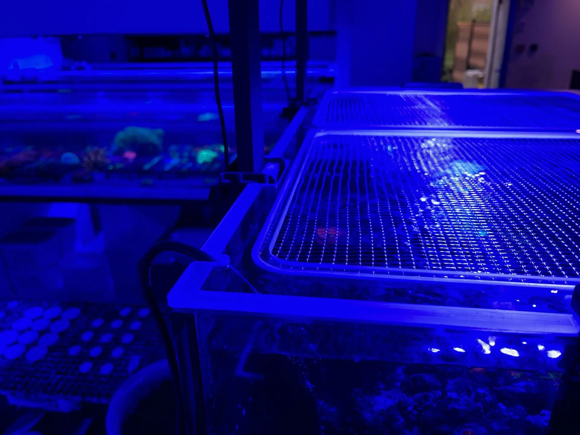 filet anti saut aquarium reef house